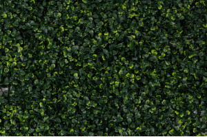 single-species-panel-artificial-boxwood-45.