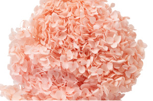 hortensia-stabilise-anna-19.