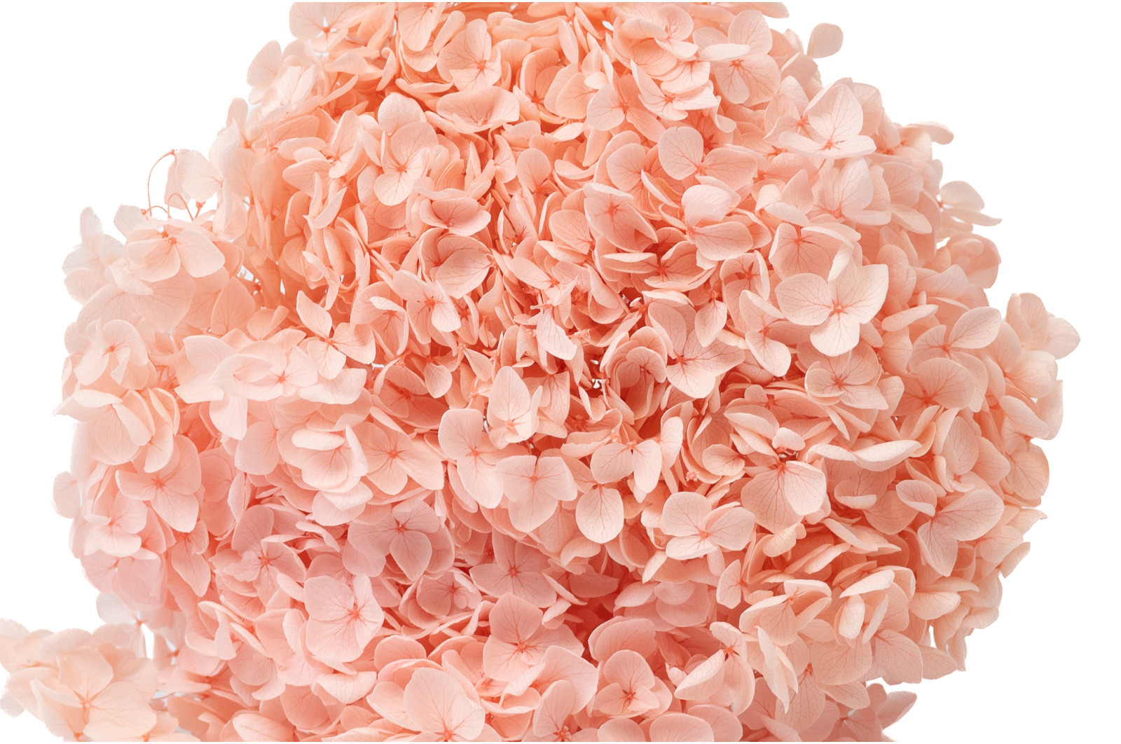 preserved-hydrangea-anna-19