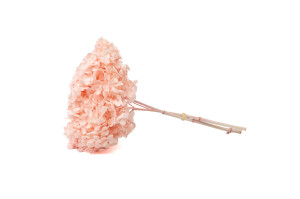 hortensia-stabilise-anna-19.