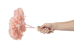 stabilisierte-hortensien-anna-19.