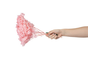 hortensia-stabilise-anna-19.