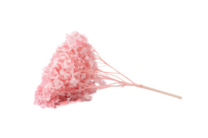 hortensia-stabilise-anna-19.