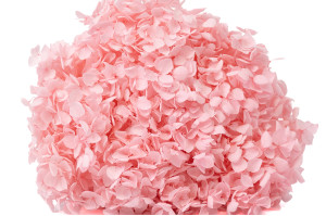 hortensia-stabilise-anna-19.