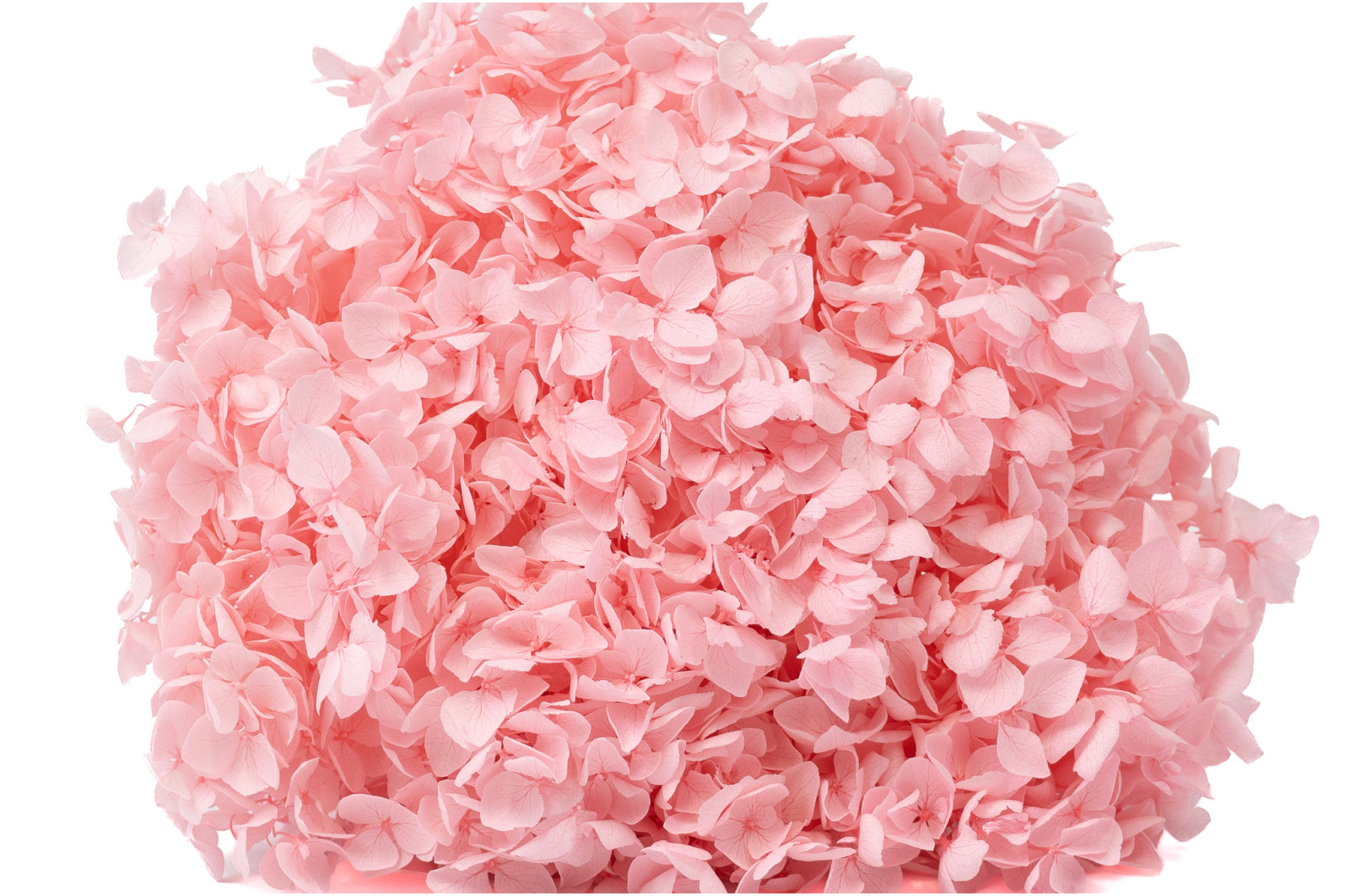 preserved-hydrangea-anna-19