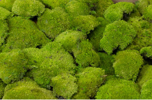 fire-retardant-preserved-pole-moss-5-cn.