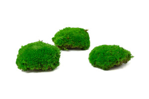 fire-retardant-preserved-pole-moss-5-cn.