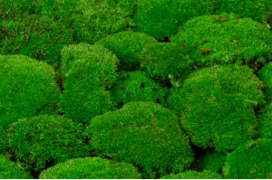 flammhemmend-stabilisiertes-kugelmoos-5-cn.