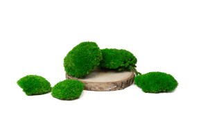 fire-retardant-preserved-pole-moss-5-b.