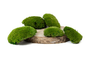 fire-retardant-preserved-pole-moss-5-b.