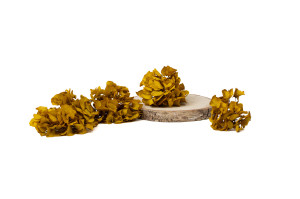 preserved-sprig-hydrangea-14.