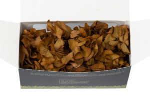 hortensia-stabilise-en-branches-14.