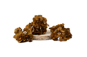 hortensia-stabilise-en-branches-14.