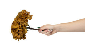 preserved-hydrangea-14.