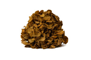 hortensia-stabilise-14.