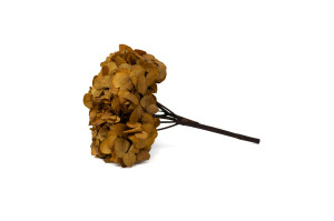 hortensia-stabilise-14.