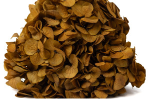 preserved-hydrangea-14.