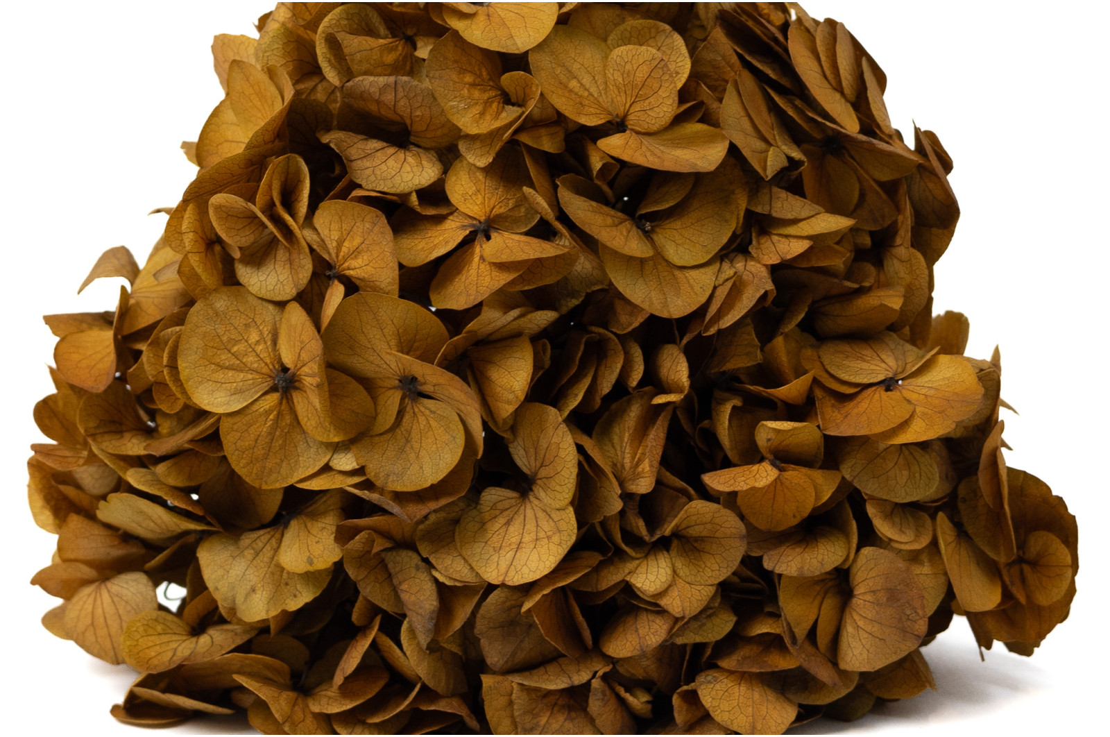 preserved-hydrangea-14