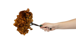 hortensia-stabilise-14.