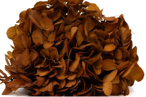 preserved-hydrangea-14.