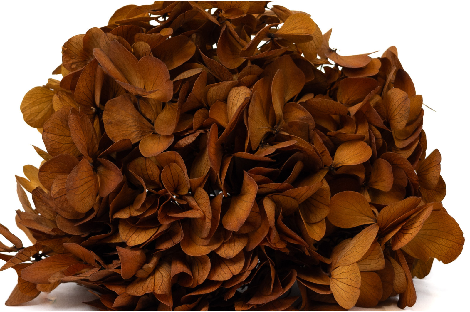 hortensia-stabilise-14