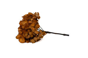 hortensia-stabilise-14.