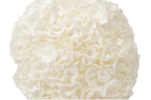 preserved-kiara-hydrangea-o-14-20-cm-37.