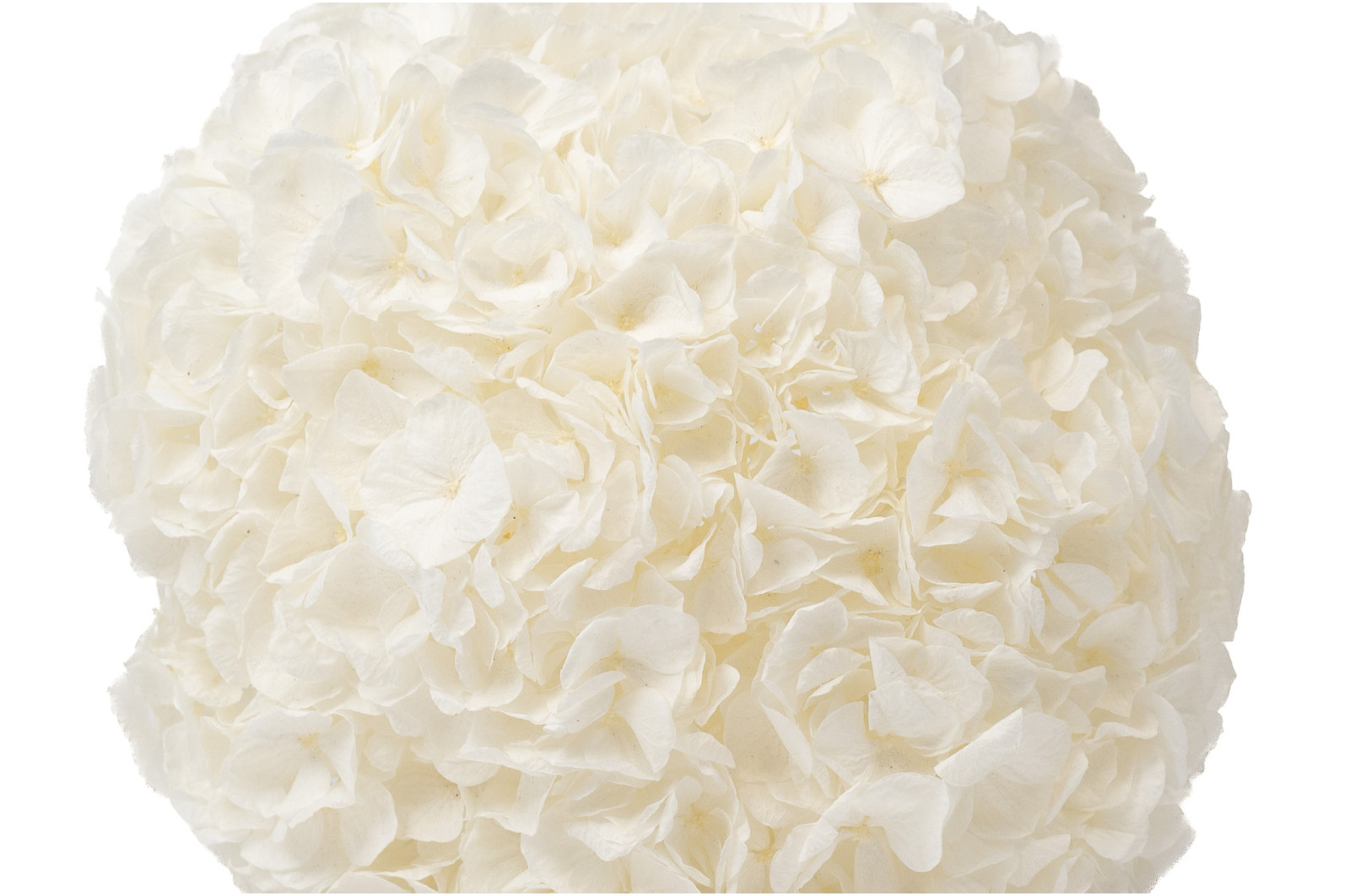 hortensia-kiara-stabilise-o-14-20-cm-37