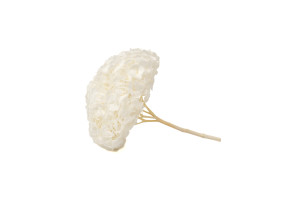 hortensia-kiara-stabilise-o-14-20-cm-37.