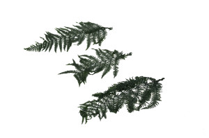 preserved-feriga-fern-7.