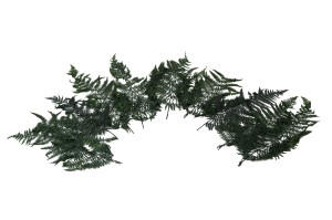 preserved-feriga-fern-7.