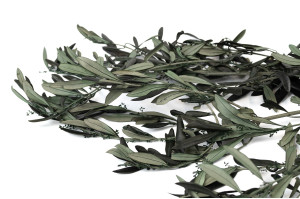 stabilisierter-provencalisch-olive-mit-bluetenknospen-6