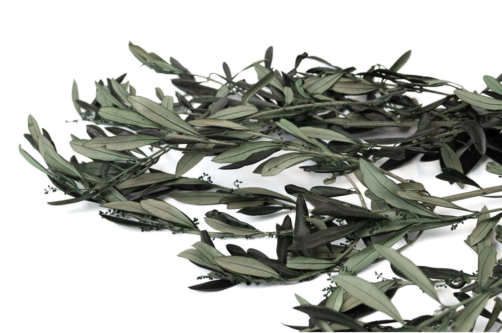 stabilisierter-provencalisch-olive-mit-bluetenknospen-6