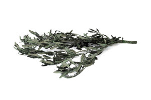 stabilisierter-provencalisch-olive-mit-bluetenknospen-6.