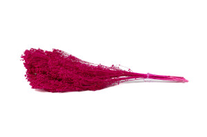 dried-broom-bloom-12.