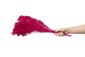 dried-broom-bloom-12.