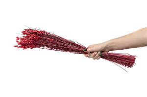 dried-briza-maxima-20.