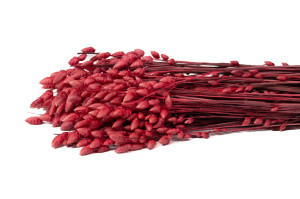 dried-briza-maxima-20.