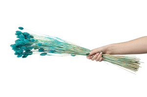 trockenes-phalaris-20.