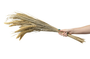 dried-panicum-setaria-20.