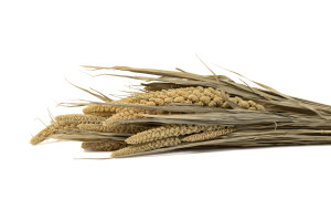 dried-panicum-setaria-20