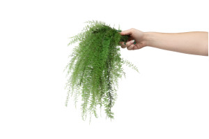 stabilisierter-xl-air-fern-18.