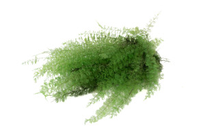 preserved-xl-air-fern-18