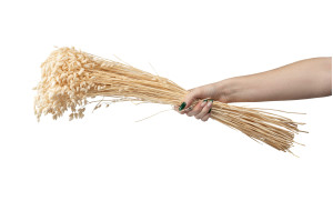 dried-briza-maxima-12.