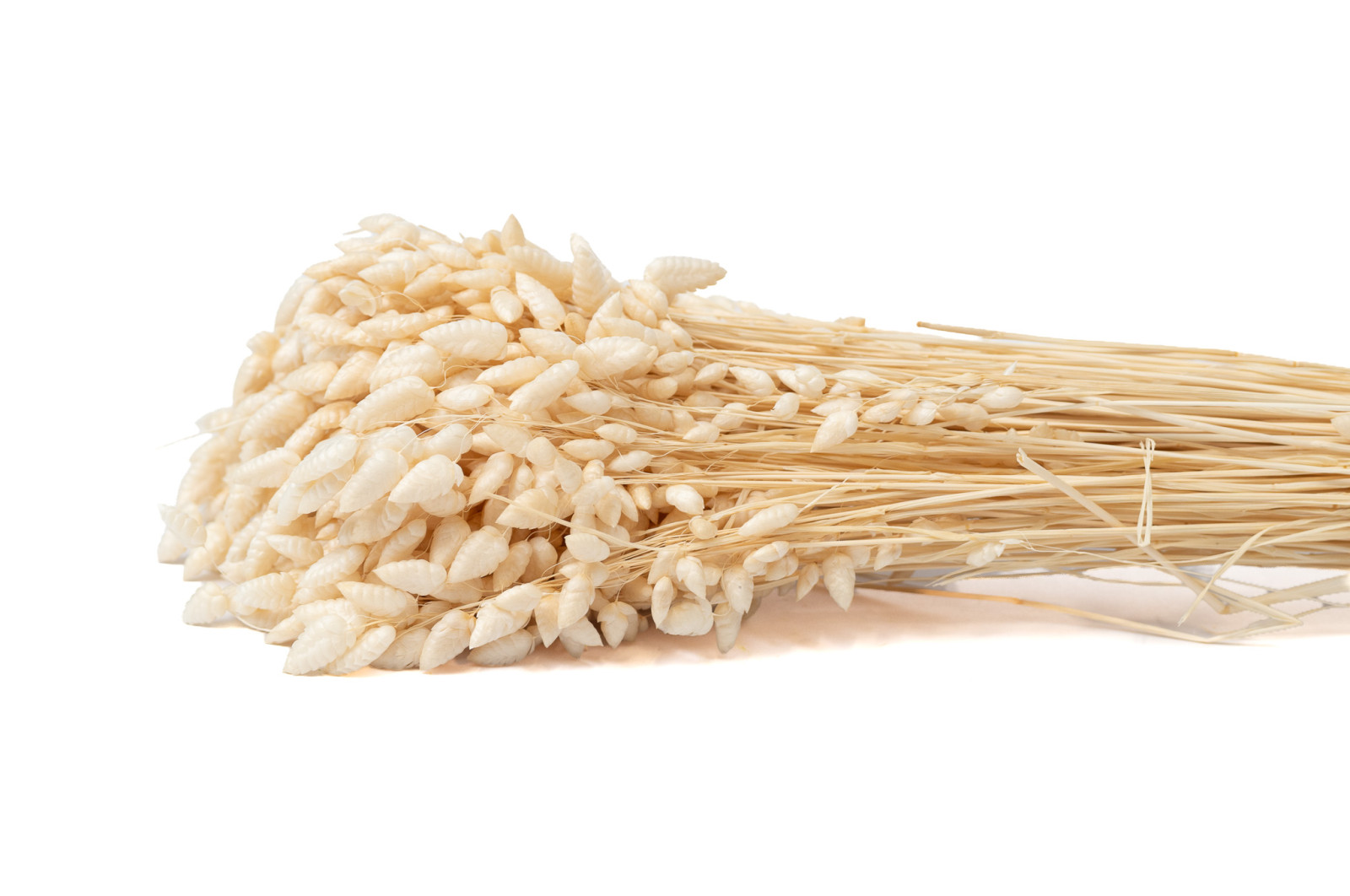 dried-briza-maxima-12