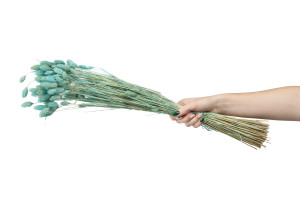 trockenes-phalaris-20.