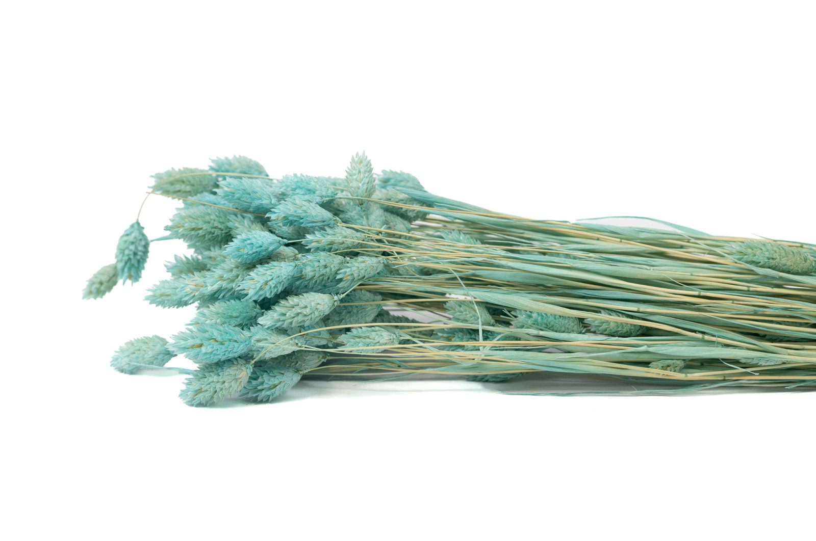 trockenes-phalaris-20