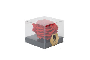 preserved-rose-heads-1-head-36.