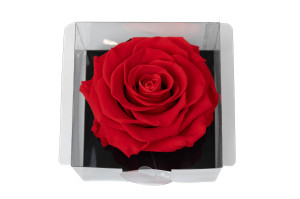 preserved-rose-heads-1-head-36.