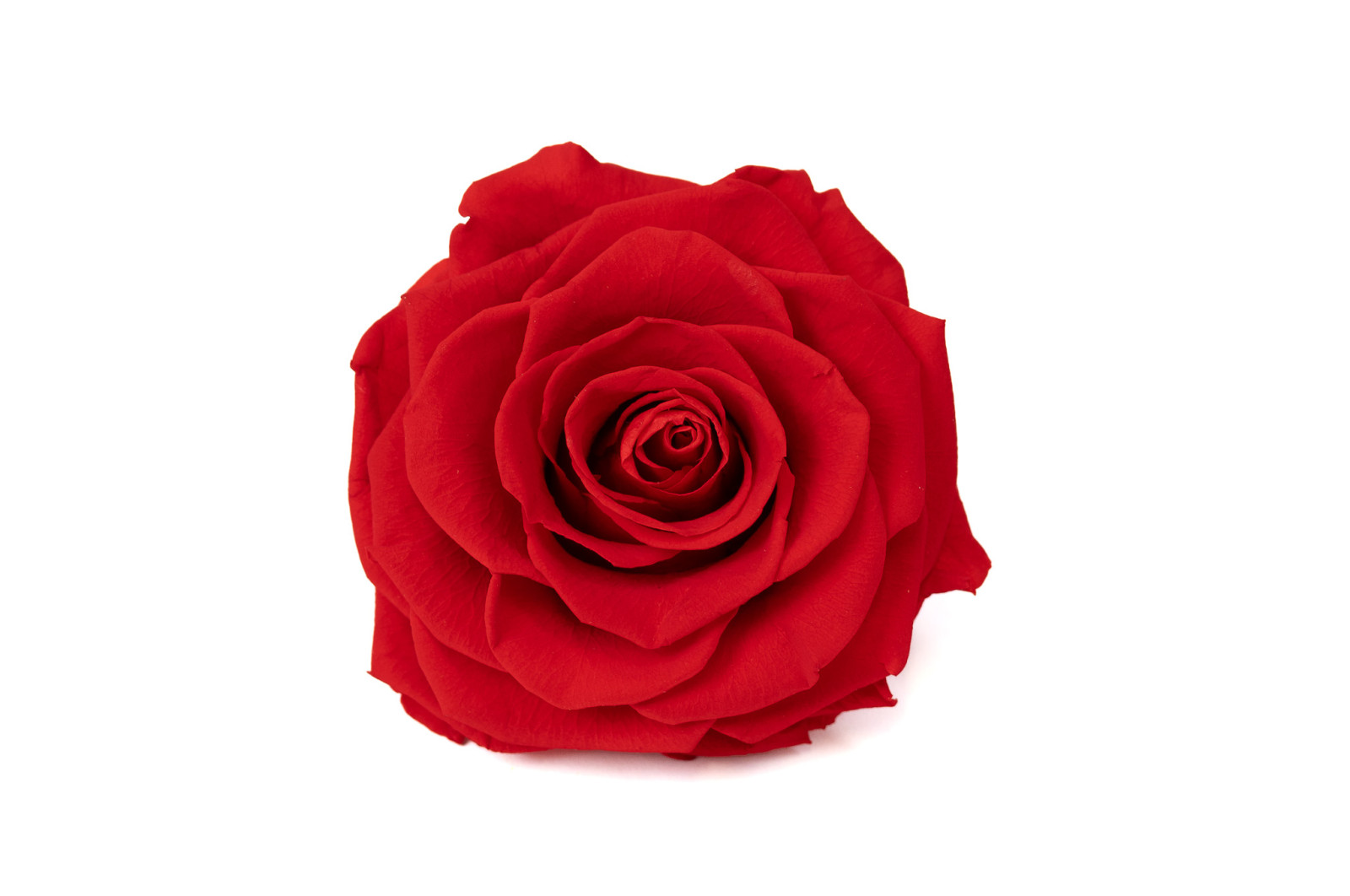 tetes-de-roses-stabilisees-xxl-1-tete-36